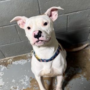 Valerie 2025 Bull Terrier Dog