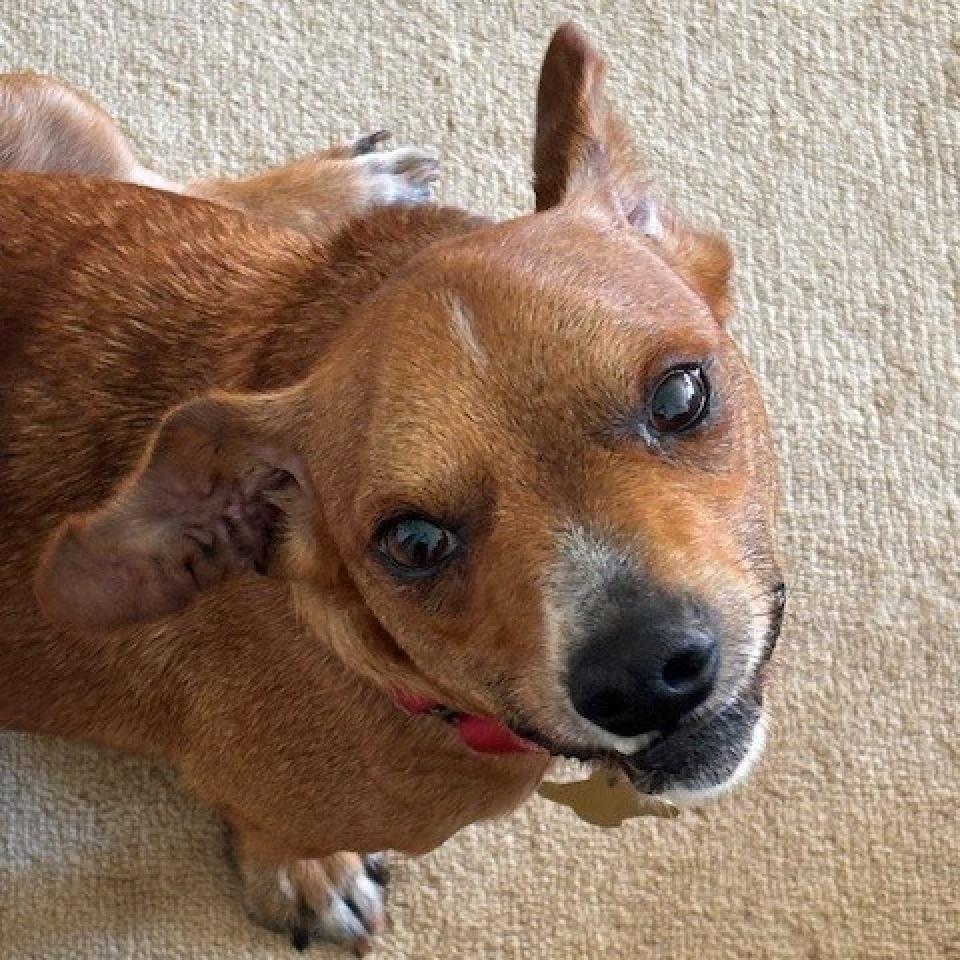 BELLA (formerly PRINCESS)