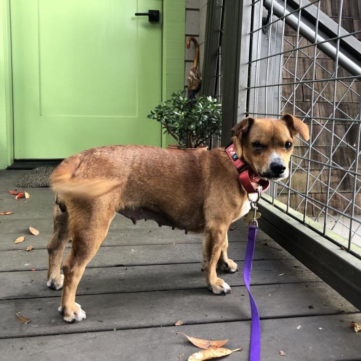BELLA (formerly PRINCESS) 4