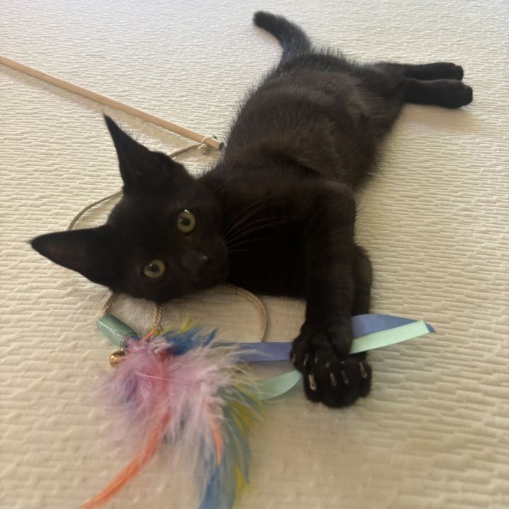 KIWI 1