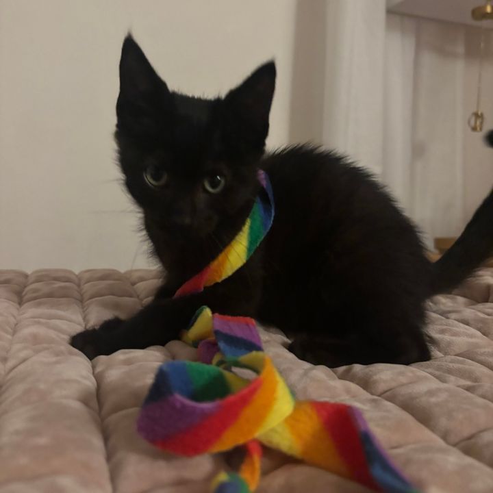 KIWI 2