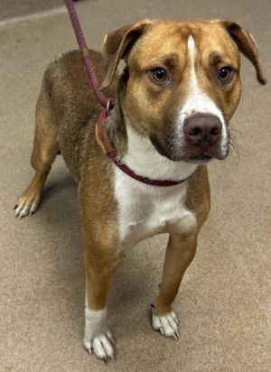 Myers Mixed Breed Dog