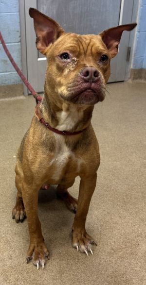 Sanders Mixed Breed Dog