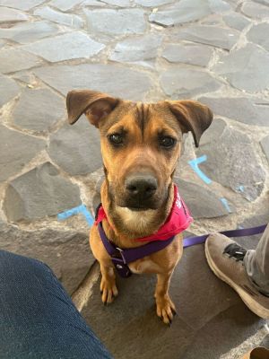 Meet TAFFY Currently in Mexico ready to travel to the PNW with a commited trial family Adoption Fee