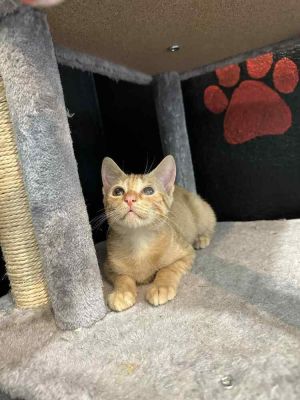 Bailey (Cheez-It), Young Male Domestic Short Hair