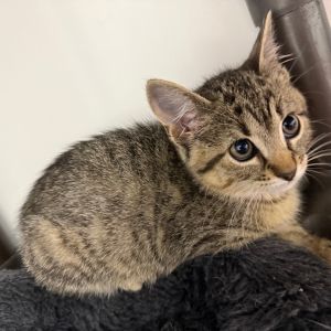 Becky, Baby Female Domestic Short Hair
