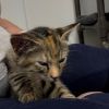 Tiffy photo 2