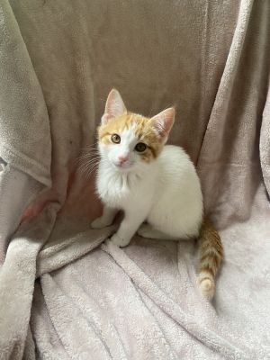 Walker (25-099 C), Baby Male Domestic Short Hair