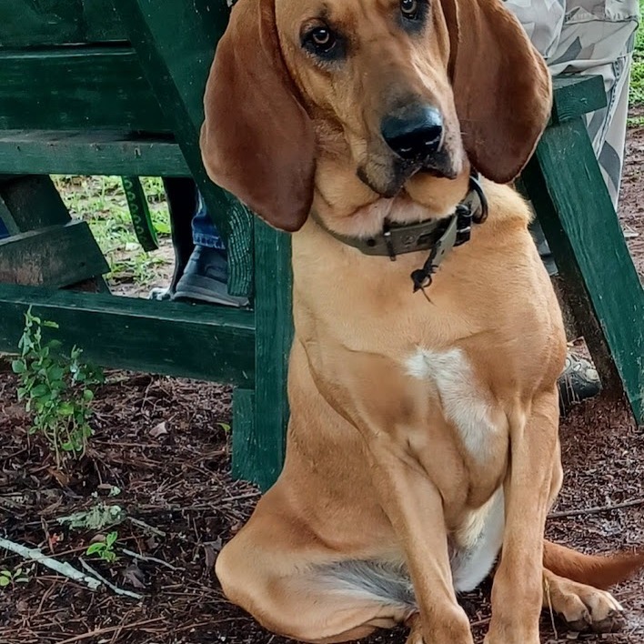 Dixie Arrowood