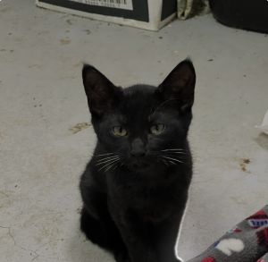 Ruby - SL, Baby Female Domestic Short Hair