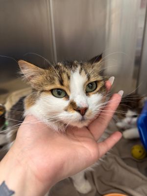 Munchkin, Young Female Domestic Medium Hair