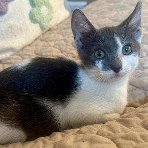 Leona is an outgoing sweet and friendly kitten who will race to great you at th