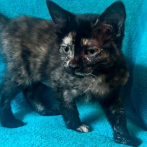 Boo Domestic Short Hair Cat