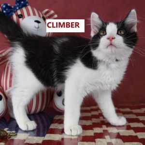 Climber, Baby Male Domestic Medium Hair