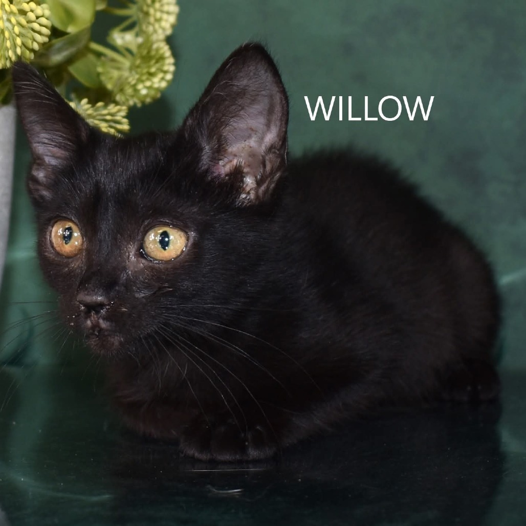 Willow, an adoptable Domestic Short Hair in Yuma, AZ, 85365 | Photo Image 1
