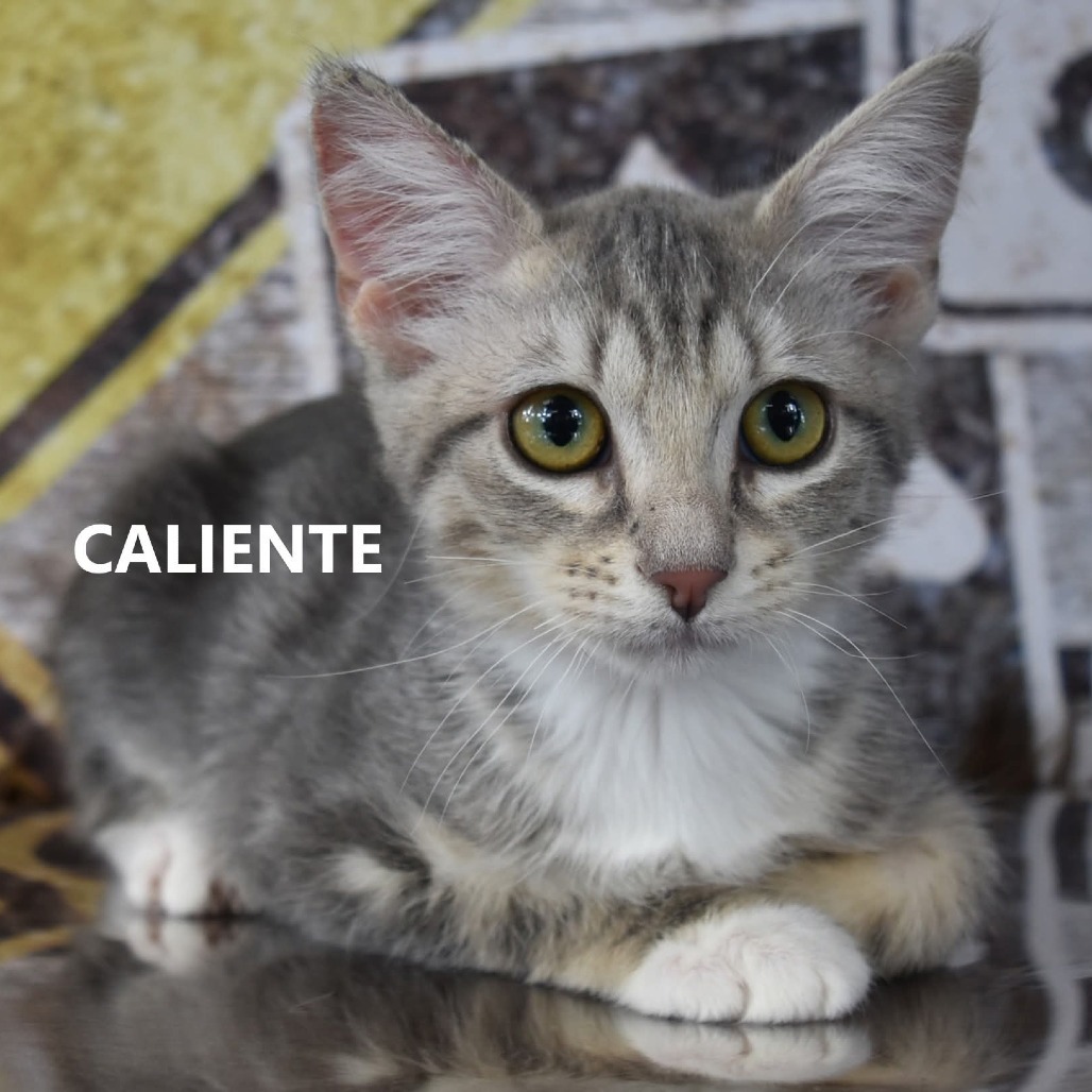 Caliente, an adoptable Domestic Medium Hair in Yuma, AZ, 85365 | Photo Image 1