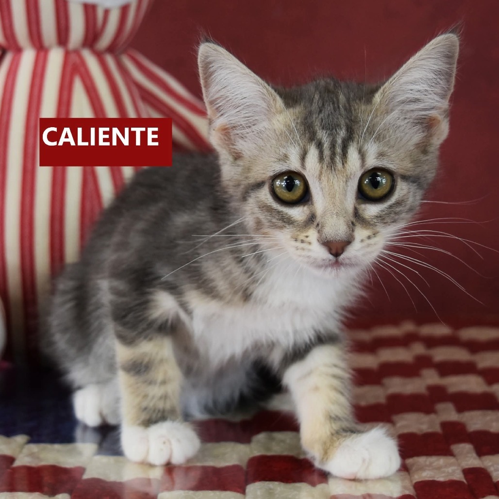 Caliente, an adoptable Domestic Medium Hair in Yuma, AZ, 85365 | Photo Image 2