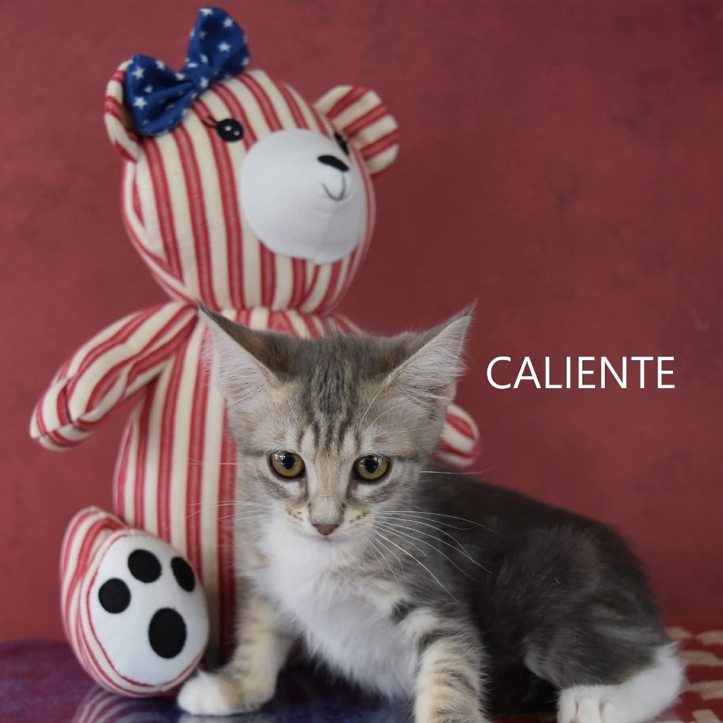 Caliente, an adoptable Domestic Medium Hair in Yuma, AZ, 85365 | Photo Image 3
