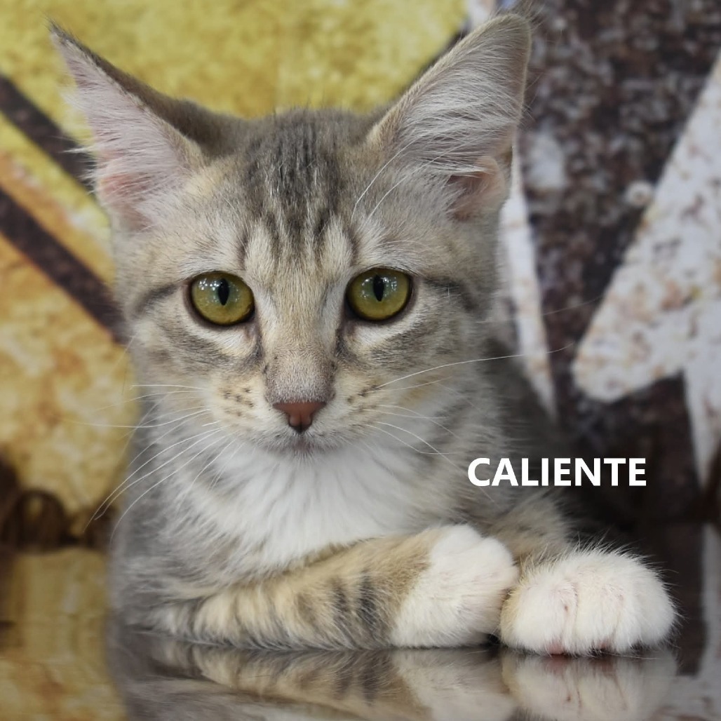 Caliente, an adoptable Domestic Medium Hair in Yuma, AZ, 85365 | Photo Image 4