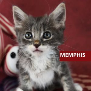 Memphis, Baby Male Domestic Short Hair