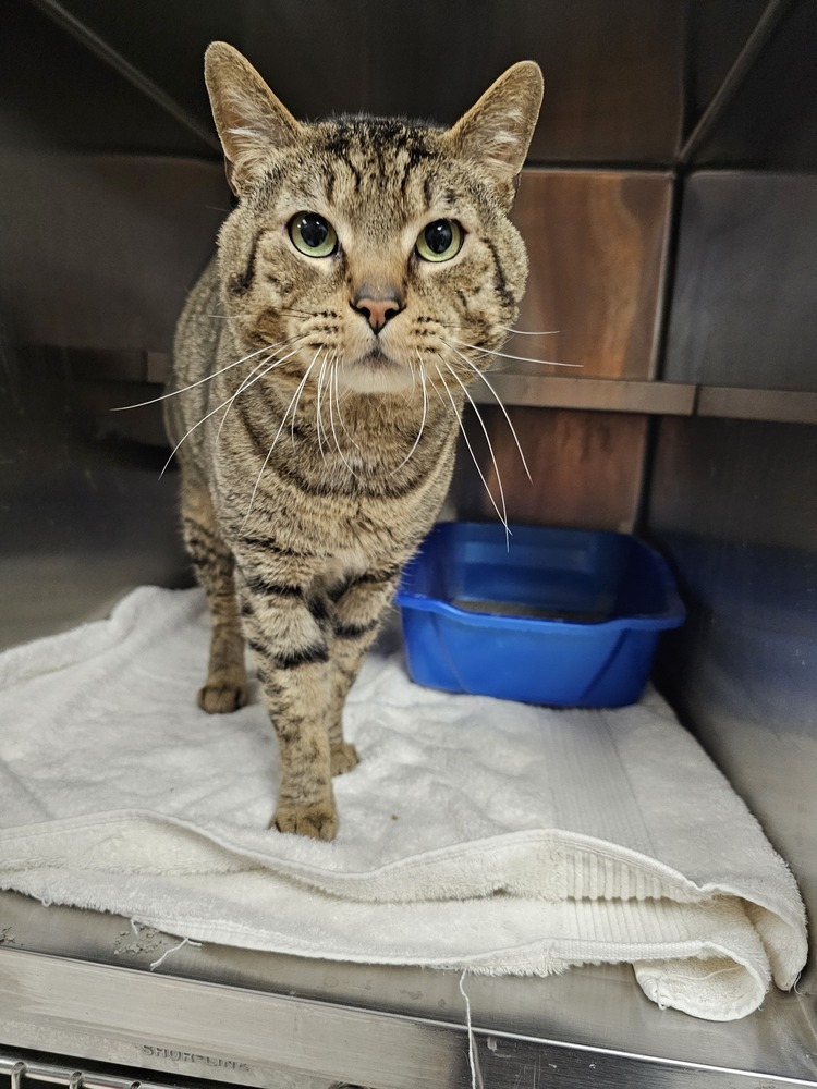 Other, an adoptable Domestic Short Hair in Houghton, MI, 49931 | Photo Image 1