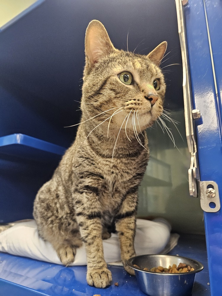 Other, an adoptable Domestic Short Hair in Houghton, MI, 49931 | Photo Image 2