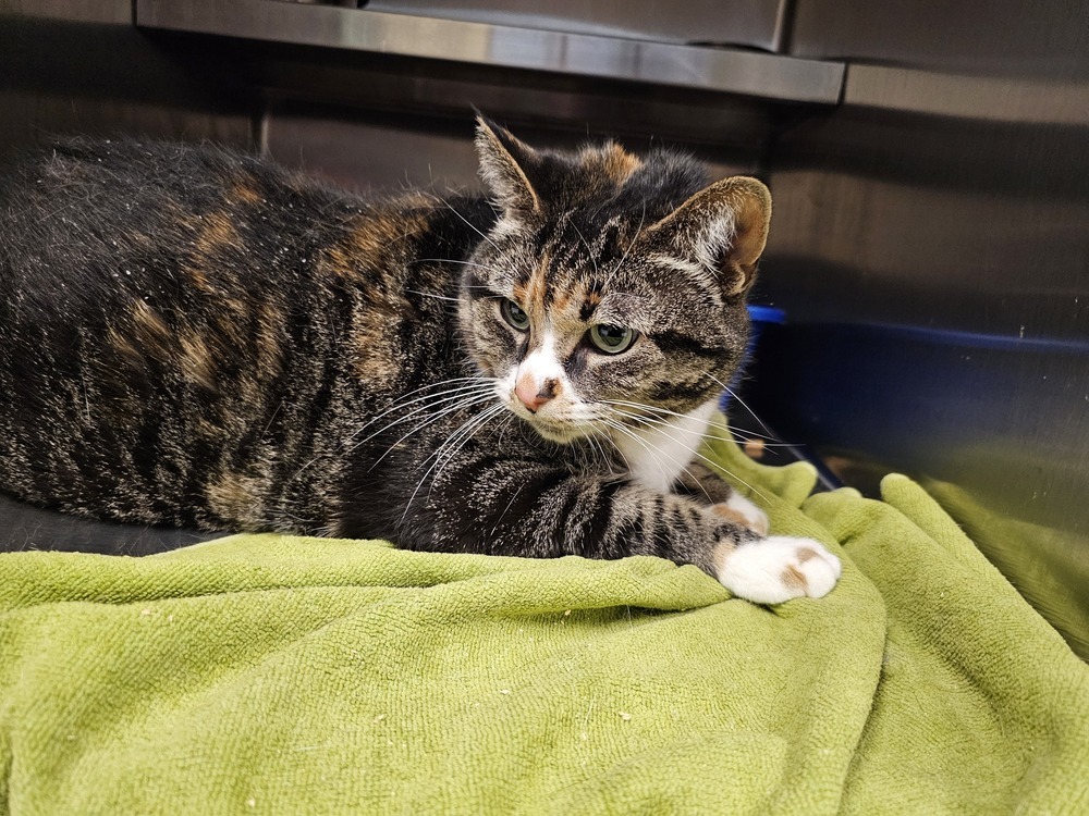 Gigante, an adoptable Domestic Short Hair in Houghton, MI, 49931 | Photo Image 1