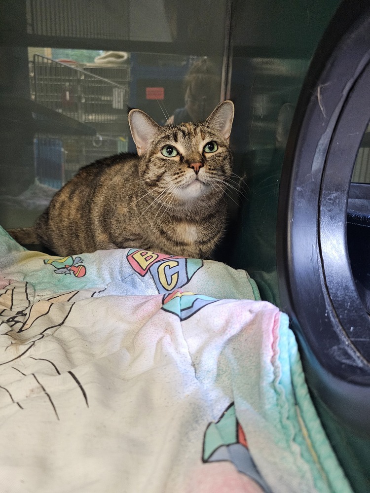 Onyon, an adoptable Domestic Short Hair in Houghton, MI, 49931 | Photo Image 1