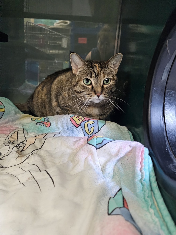 Onyon, an adoptable Domestic Short Hair in Houghton, MI, 49931 | Photo Image 2