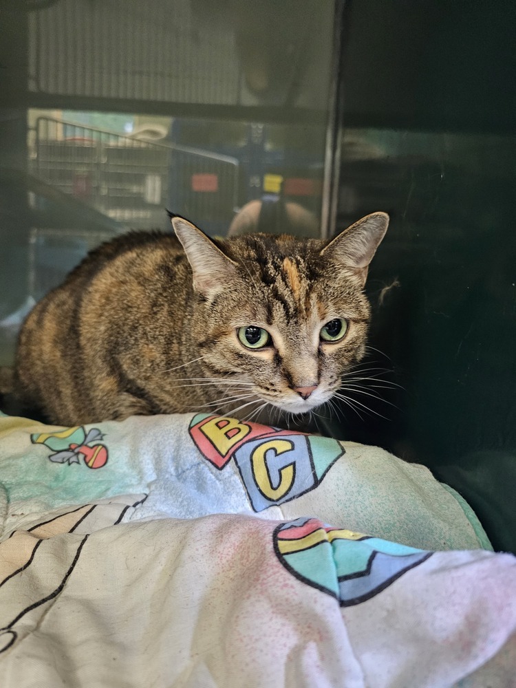 Onyon, an adoptable Domestic Short Hair in Houghton, MI, 49931 | Photo Image 3