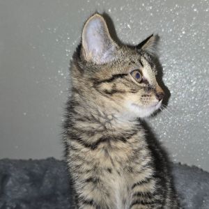 Macaroni, Baby Female Domestic Short Hair