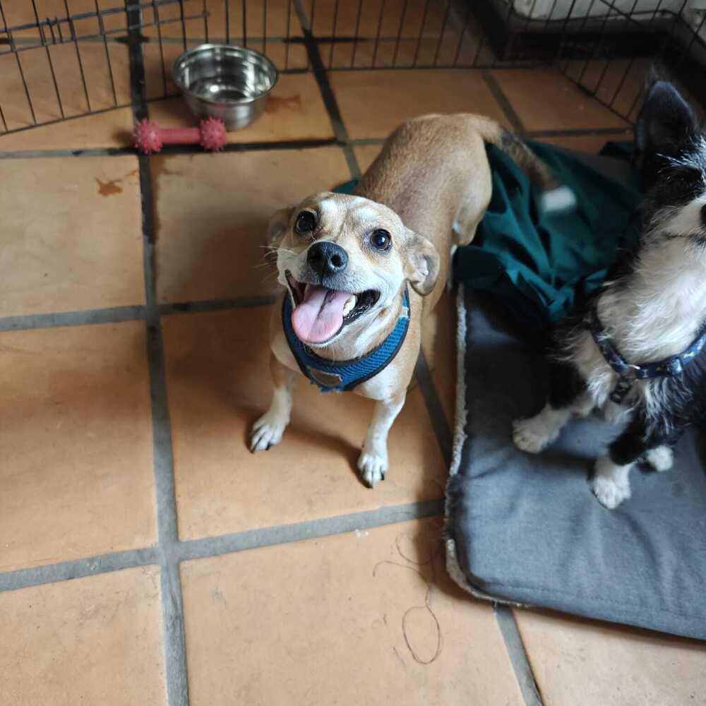 TABATHA, an adoptable Chihuahua in Langley, BC, V2Y 3K1 | Photo Image 1