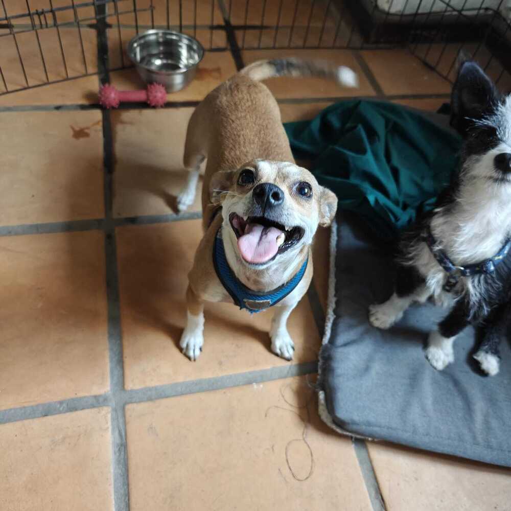 TABATHA, an adoptable Chihuahua in Langley, BC, V2Y 3K1 | Photo Image 2