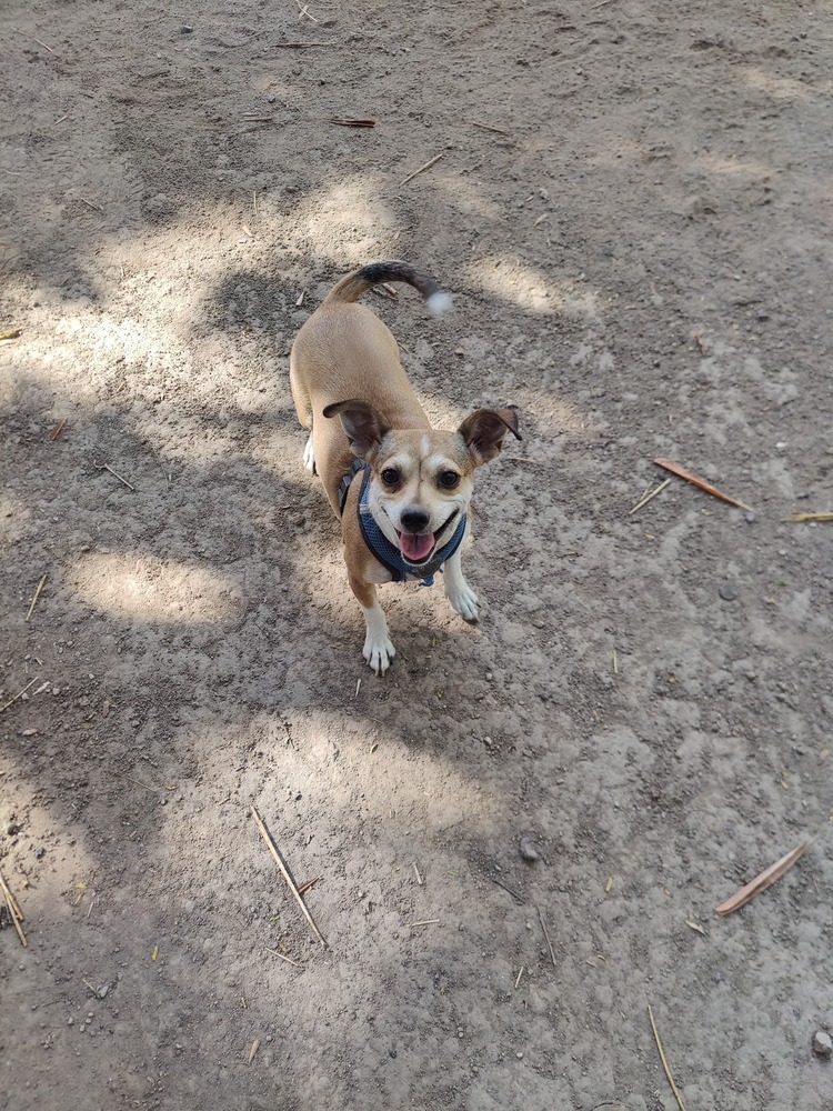 TABATHA, an adoptable Chihuahua in Langley, BC, V2Y 3K1 | Photo Image 3