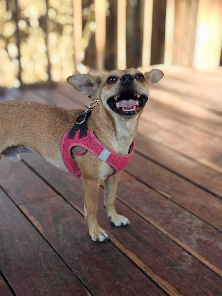PIWI, an adoptable Chihuahua in Langley, BC, V2Y 3K1 | Photo Image 1