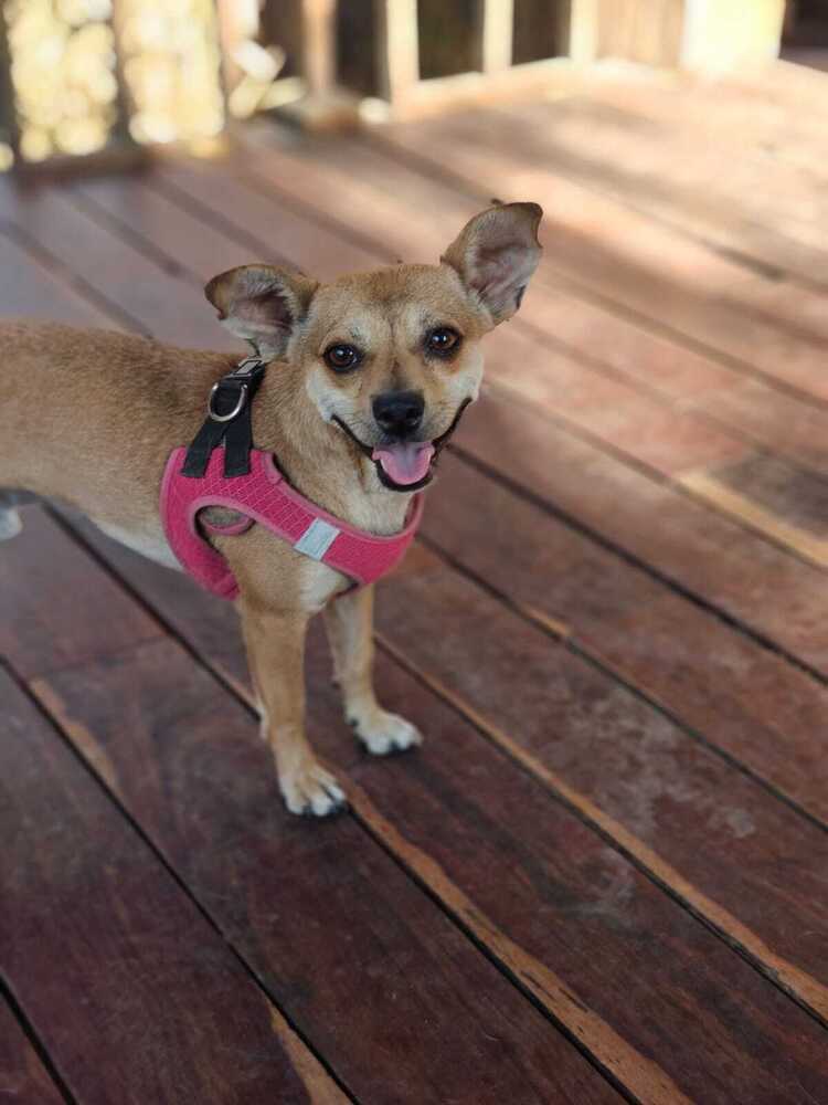 PIWI, an adoptable Chihuahua in Langley, BC, V2Y 3K1 | Photo Image 2