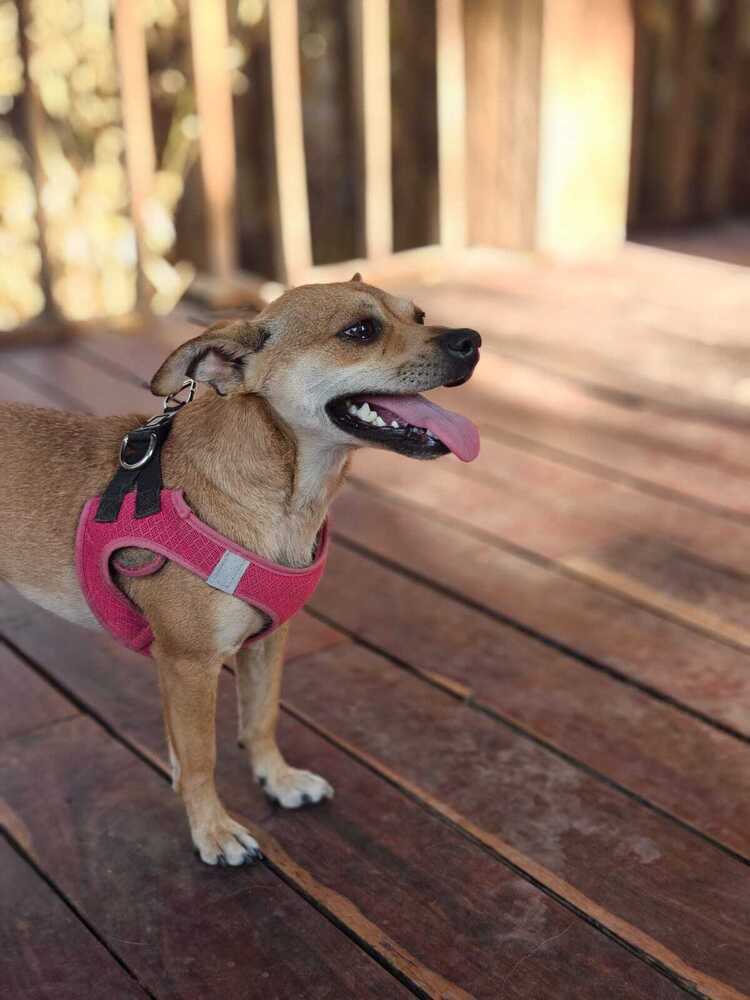 PIWI, an adoptable Chihuahua in Langley, BC, V2Y 3K1 | Photo Image 3