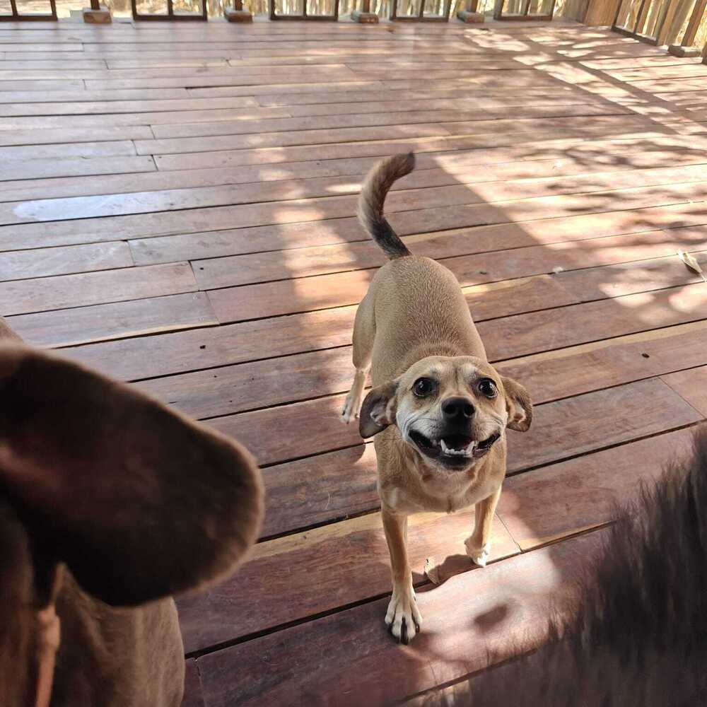PIWI, an adoptable Chihuahua in Langley, BC, V2Y 3K1 | Photo Image 6