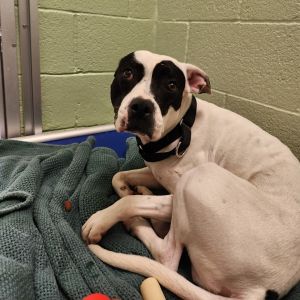 Ellie, Young Female Mixed Breed