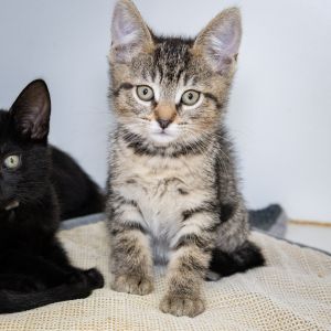 Gemini, Baby Female Domestic Short Hair