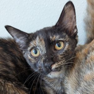 Tootsie, Baby Female unknown