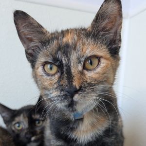 Riley, Baby Female Domestic Short Hair