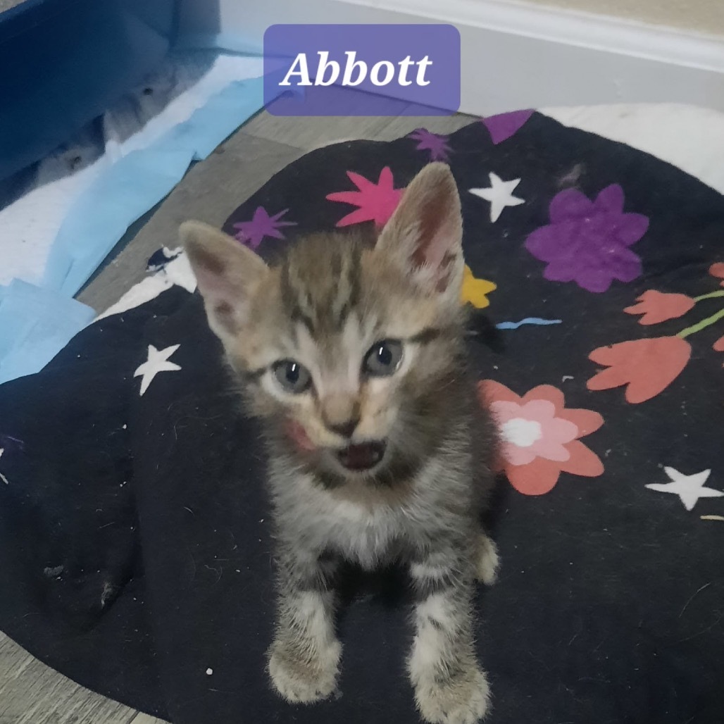 Abbott