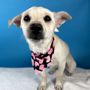 Opal, Young Female Terrier
