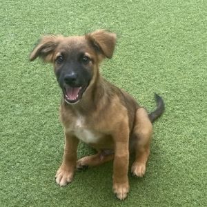 Juel Taylor 3087, Baby Female Mixed Breed