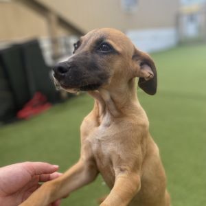 Rosa Parks 9595, Baby Female Mixed Breed