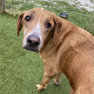 Democha 3250, Adult Male Labrador Retriever