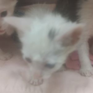 Jolly Rancher, Baby Male Domestic Short Hair