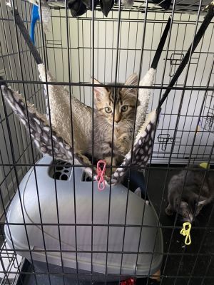 Nikki, Baby Female Domestic Long Hair