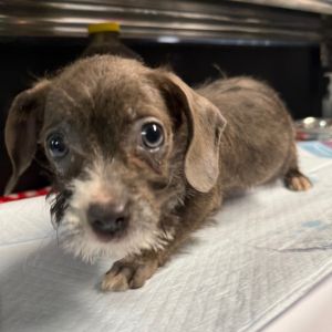 Hester Gray, Baby Female Chihuahua